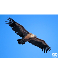 گونه کرکس Eurasian Griffon Vulture